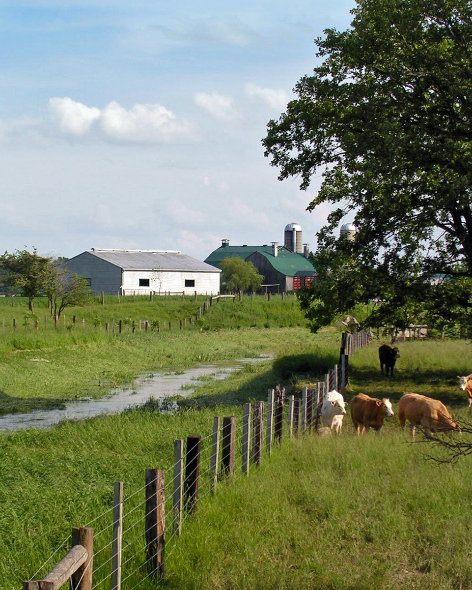 Cattle fenced from creek on farm