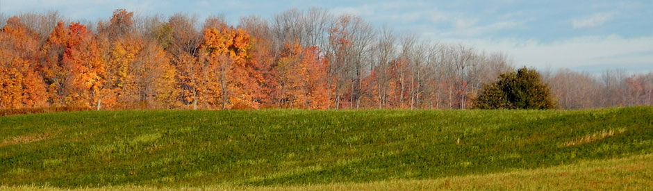 Forest in autumn behind a field of cover crops