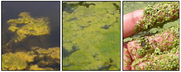 Pictures of green, non-toxic algae blooms
