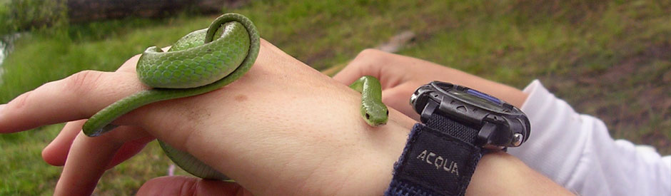 Green snake on young person's hand