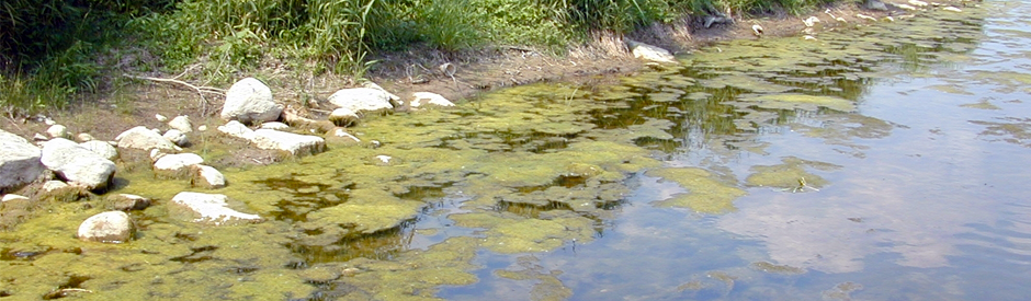 Cladophora algae bloom near Glen Morris, Ontario