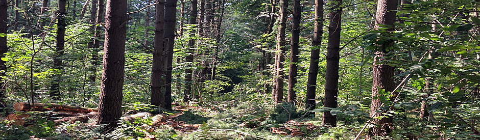A plantation forest after trees have been removed