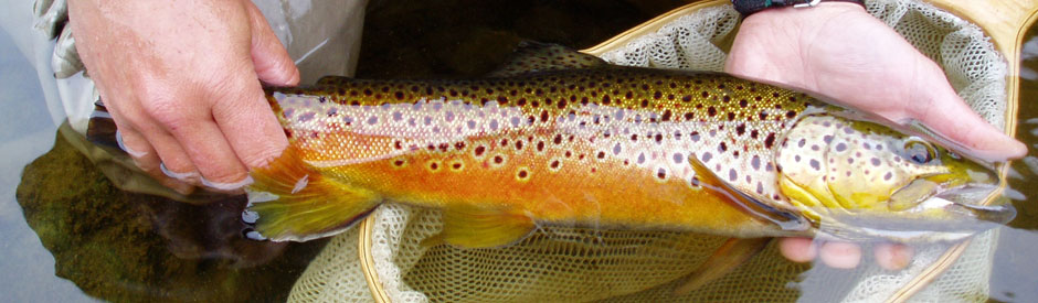 Brown trout caught in the tailwaters