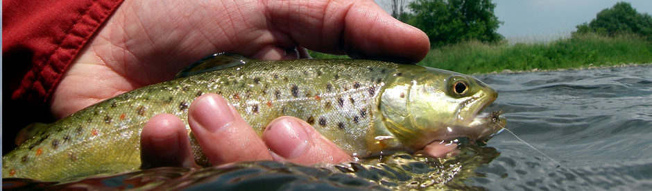 Brown trout being held before release