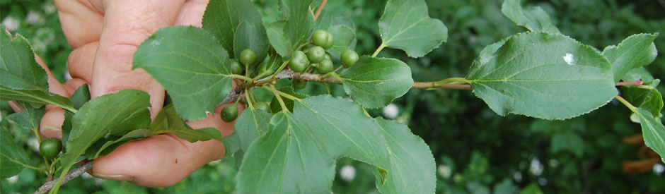 European buckthorn branch and berries