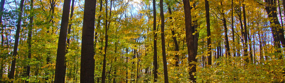 View of a forest on an early fall, sunny day