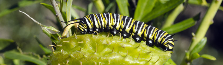 Monarch caterpillar on milkweed plant