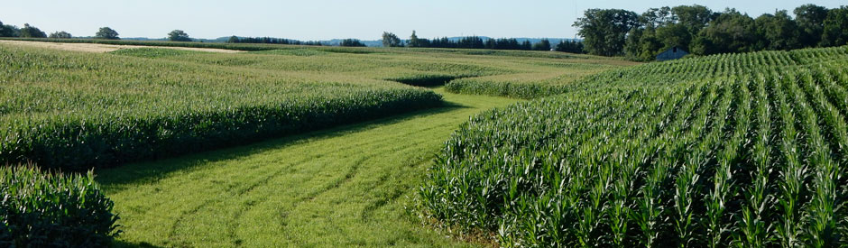 Rural area showing crops and trees in background