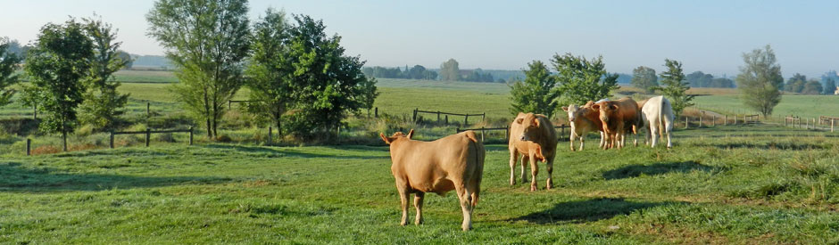 Cattle in a field with fenced watercourse, farm in background