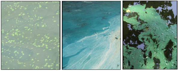 Visual examples of blue-green algae. Image shows very bright blue algae scum