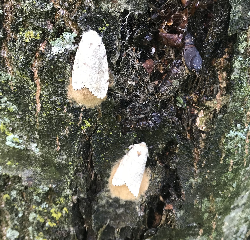 Adult moths laying spongy egg mass