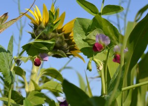 Peas and sunflower cover crop
