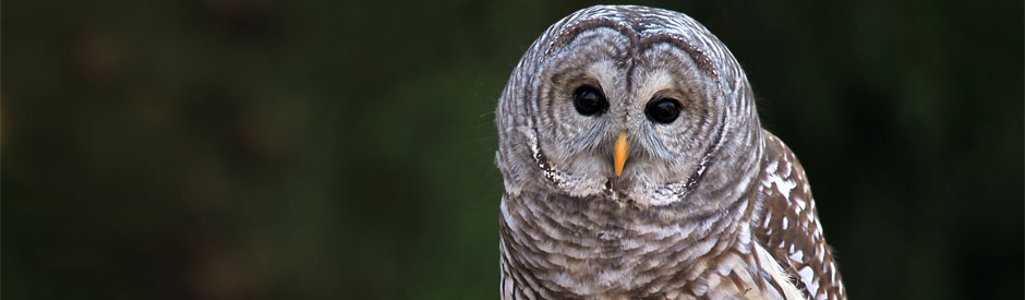 Barred owl in a forest