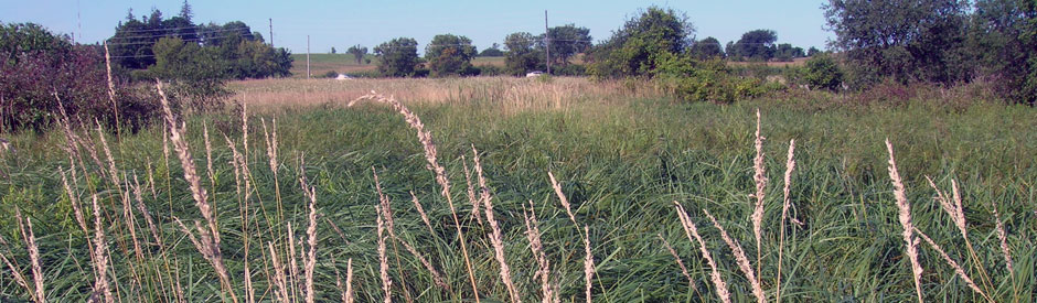 Grassy area at Hanlon Creek Consrervation Area