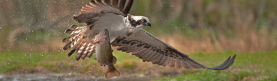 Osprey with fish in its talons