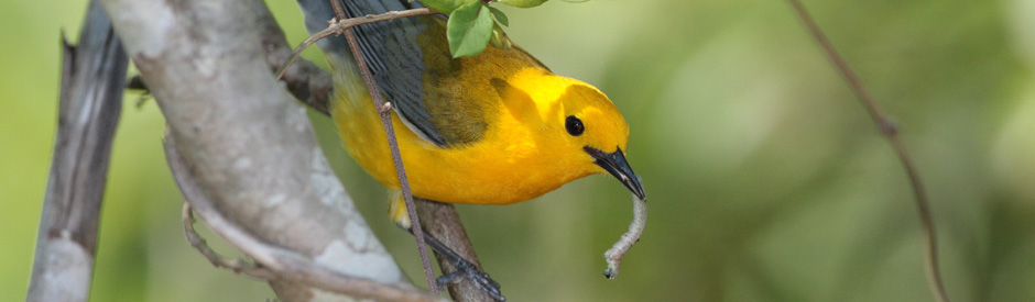 Prothonotary warbler with a grub in its beak