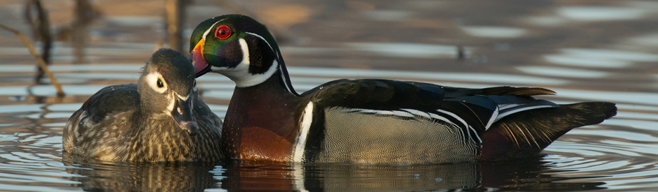 Wood ducks in a pond