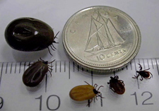 What blacklegged ticks look like before and after feeding - Photo: Gov. Canada