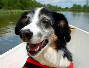 Happy dog on a boat