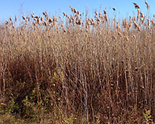 Phragmites